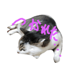 愛猫マルモ1（個別スタンプ：8）