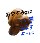 マリーちゃんの日常6（個別スタンプ：17）