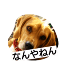マリーちゃんの日常6（個別スタンプ：19）