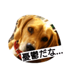 マリーちゃんの日常6（個別スタンプ：21）