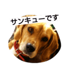 マリーちゃんの日常6（個別スタンプ：23）