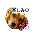マリーちゃんの日常6（個別スタンプ：24）