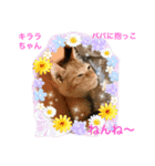 幸せになった保護猫3（個別スタンプ：1）