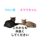 幸せになった保護猫3（個別スタンプ：2）