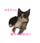 幸せになった保護猫3（個別スタンプ：3）