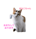 幸せになった保護猫3（個別スタンプ：4）