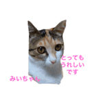 幸せになった保護猫3（個別スタンプ：5）