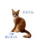 幸せになった保護猫3（個別スタンプ：6）