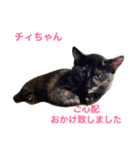 幸せになった保護猫3（個別スタンプ：7）