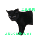 幸せになった保護猫3（個別スタンプ：10）
