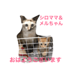 幸せになった保護猫3（個別スタンプ：11）