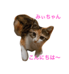 幸せになった保護猫3（個別スタンプ：12）