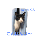 幸せになった保護猫3（個別スタンプ：13）