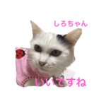 幸せになった保護猫3（個別スタンプ：14）