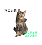 幸せになった保護猫3（個別スタンプ：15）