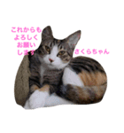 幸せになった保護猫3（個別スタンプ：16）