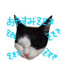 白黒ねこももこの日常（個別スタンプ：8）
