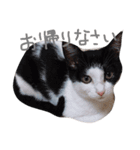 白黒ねこももこの日常（個別スタンプ：9）