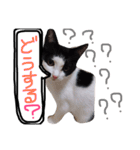 白黒ねこももこの日常（個別スタンプ：10）