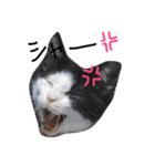 白黒ねこももこの日常（個別スタンプ：12）