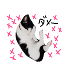 白黒ねこももこの日常（個別スタンプ：15）