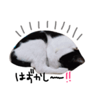 白黒ねこももこの日常（個別スタンプ：16）