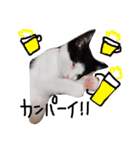 白黒ねこももこの日常（個別スタンプ：17）
