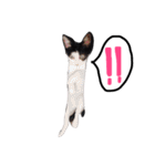 白黒ねこももこの日常（個別スタンプ：20）