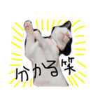 白黒ねこももこの日常（個別スタンプ：21）