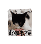 白黒ねこももこの日常（個別スタンプ：22）