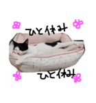 白黒ねこももこの日常（個別スタンプ：24）