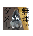 琥珀・翡翠・珊瑚ちゃんのスタンプ（個別スタンプ：6）