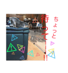琥珀・翡翠・珊瑚ちゃんのスタンプ（個別スタンプ：10）