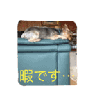 琥珀・翡翠・珊瑚ちゃんのスタンプ（個別スタンプ：13）