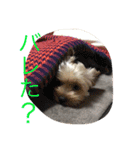 琥珀・翡翠・珊瑚ちゃんのスタンプ（個別スタンプ：14）