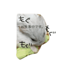 ハムスターのおともだち（個別スタンプ：2）