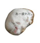 ハムスターのおともだち（個別スタンプ：3）