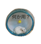 ハムスターのおともだち（個別スタンプ：6）