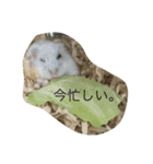 ハムスターのおともだち（個別スタンプ：11）