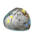 ハムスターのおともだち（個別スタンプ：12）