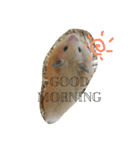 ハムスターのおともだち（個別スタンプ：19）