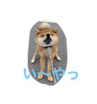 どら＆シン（個別スタンプ：2）