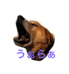 どら＆シン（個別スタンプ：9）