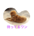 どら＆シン（個別スタンプ：12）