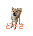 どら＆シン（個別スタンプ：13）