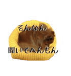 愛犬暮らし（個別スタンプ：1）
