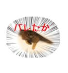 愛犬暮らし（個別スタンプ：4）