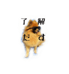 愛犬暮らし（個別スタンプ：6）