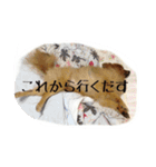 愛犬暮らし（個別スタンプ：7）