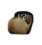 愛犬暮らし（個別スタンプ：8）